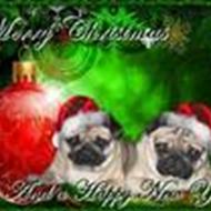 Annette Enchantingpugs B