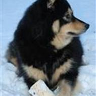 ********Dolce******** .