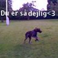 Zaxo-drømmehunden & CarolaBramsen :') ^