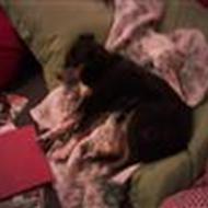 team den bedste hund i verden  p