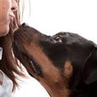 Kennel Waikiki's 'Ohana A