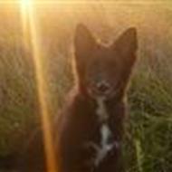 Sille *modtager udfordringer fra alle!* M