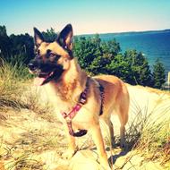 Shieva *Mors bette* !