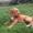 Nicolai s