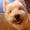 Josefine P