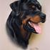 Rottweiler tossen !