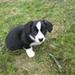 Welsh Corgi Vestjylland 