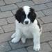 Negleklipper til store hunde?