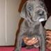 Billigt hundefoder - anbefalinger?