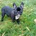 hvilke foder til Fransk bulldog!!