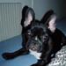 Parring af fransk bulldog