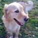 CSJ hundefoder erfaringer???