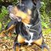 lugter kastreret hund som hun hund ??