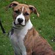 Morten + Stephanie a