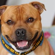 * Staffordshire Bull Terrier Mom *