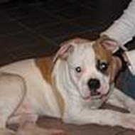 Mads &Helle ( amr. bulldog ) C