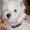 Sanne J