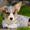 hundesind  