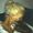 manya b
