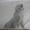 * Bamse & Molly *