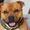 * Staffordshire Bull Terrier Mom *