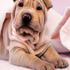 Én gang Shar-pei-ALTID SP! *