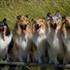 Lapinette collies  .