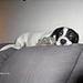 HJÆÆLP, vores hund fælder... :-)