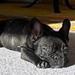 Foder til Fransk Bulldog