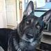 Shiba Black and tan hvalpe hvor...?