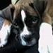 boxer 