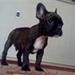 allergisk hund :( ???