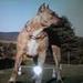 Staffordshire Terrier hvalpe