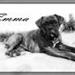 Hund til Norge