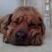 "spiser hunde prutter"