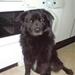 Kasterering af hanhund