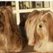 lhasa apso