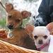 Chihuahua hvalp søges