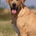 hundepasning i juni. privat...