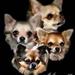 chihuahua traf i horsens