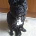 Engelsk bulldog og renlighed