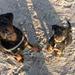 test af hundefoder...