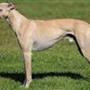 whippet .