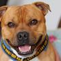 * Staffordshire Bull Terrier Mom *