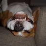 EnRigtigHundErEnBeaglehund  