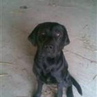 =?)//(¤¤© •Bongo •++• holst 4 ever•=)© %#"!#%& ©