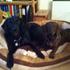 Rufus & Bonzo p