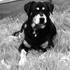 Buzz Jutlans *Himmelhund* <3 
