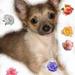 Min chihuahua er ved at føde..!