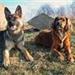 Wolfsblut hundefoder